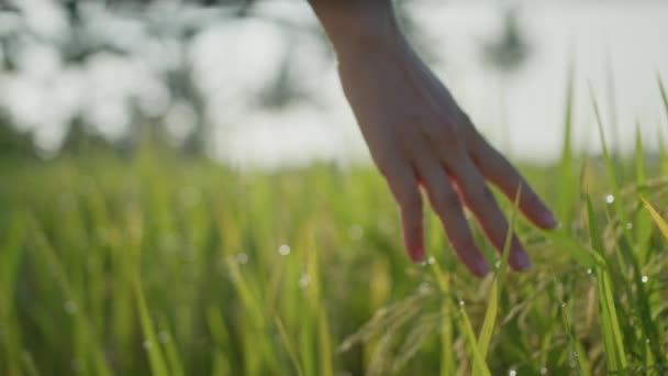 Ciężarna Kobieta Idzie Pole Zieloną Trawą Bardziej Jej Ręka Trawie — Wideo stockowe