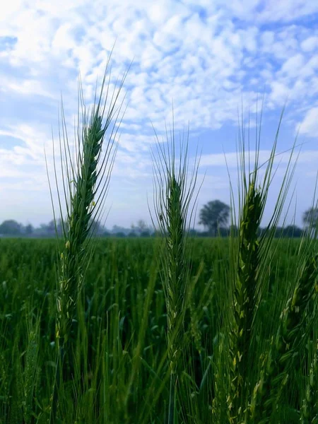 Fondo Pantalla Planta Verde Oscuro Imágenes Plantas Verdes Con Nombres —  Fotos de Stock