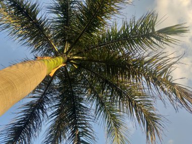 Hurma, hurma, tomurcuk, salkımlar, salkımları sarkmış hurma ağaçları,,