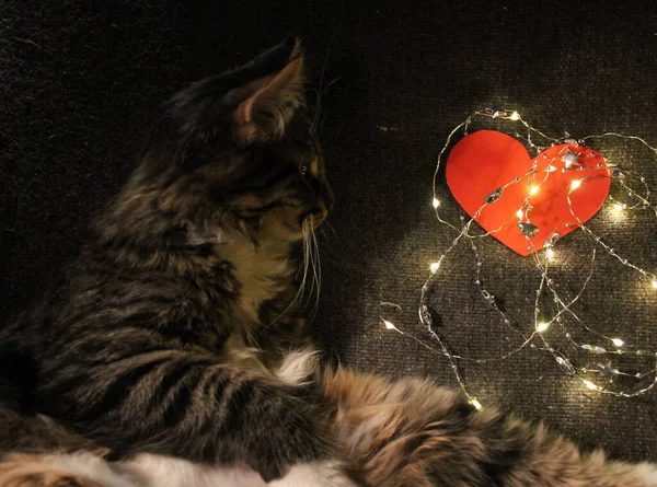 Února Valentýn Foto Kočkou Foto Srdcem Obrázky Srdcem — Stock fotografie