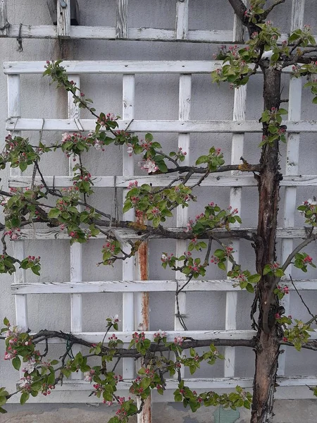 Baum Frühling Pflanze Blumen — Stockfoto