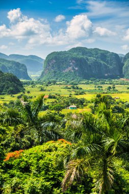 Vinales, Küba - 10 Temmuz 2018: Vinales Vadisi manzarası. Tropikal ve neredeyse bir yağmur ormanı. Aynı isimde bir milli parkın içinde. Palmiye ağaçları, aşırı gelişmiş tepelerden oluşan etkileyici bir manzara..