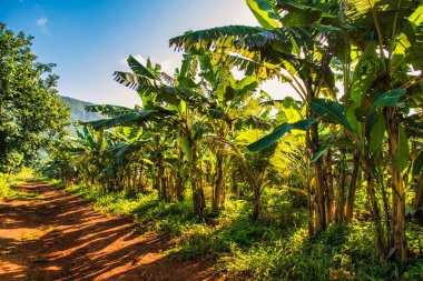 Vinales, Küba - 11 Temmuz 2018: Vinales 'te at binmek. Yol boyunca palmiye ağaçları