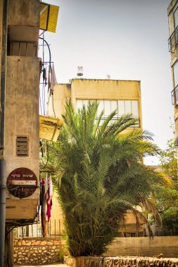 Tel Aviv, İsrail - 11 Kasım 2010: Bahçede Tel Aviv binasının yanında bir palmiye ağacı var.