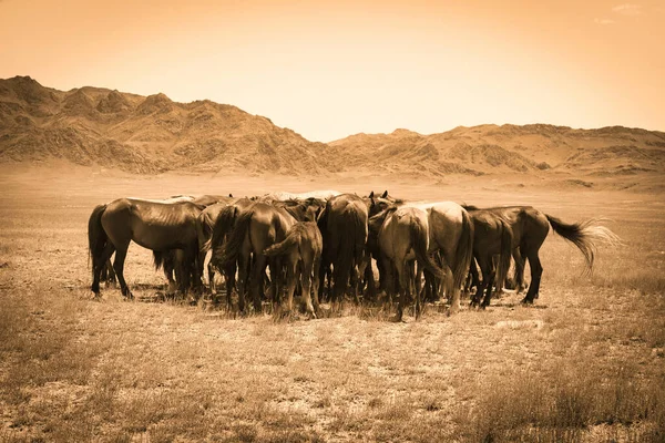 Almaty Kazakhstan June 2017 Herd Horses Grassing Steppe Kazakhstan Mountains — Stock Photo, Image