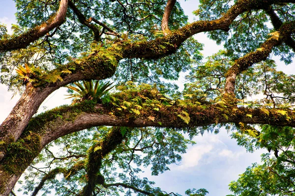 Singapura Singapura Novembro 2012 Muitas Árvores Atmosfera Tropical Nos Jardins — Fotografia de Stock