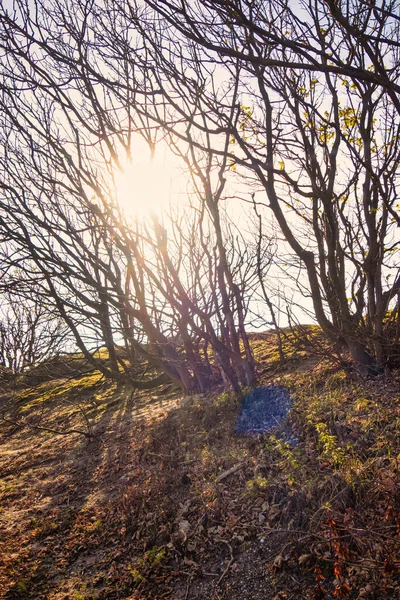 Wassenaar Paesi Bassi Novembre 2020 Tronchi Albero Morti Lungo Strada — Foto Stock