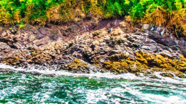 Chiloe, Şili - 08 Kasım 2014: Şili 'nin güneyindeki yeşil Chiloe adasında birçok penguen büyük gruplar halinde yaşıyor.