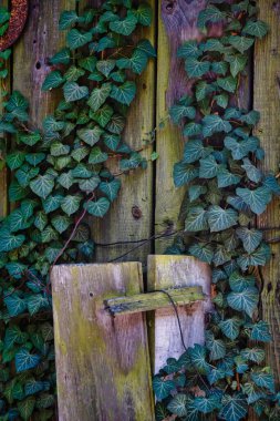 Menthon Aziz Bernard, Fransa - 10 Eylül 2020: ahşaptan yapılmış eski ve terk edilmiş bir ahır sarmaşık tarafından büyütüldü