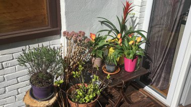 Den Haag, Hollanda - 07 Nisan 2020: Terasa ve bahçeye farklı renkte saksılar ve çiçekler yerleştiriliyor.