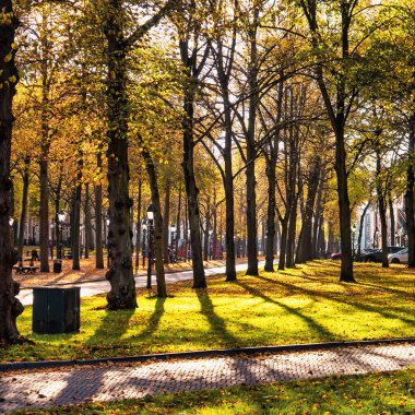 Lahey, Hollanda - 23 Ekim 2020: tarihi Hollandalı evler, devasa ağaç gövdeleri ve gölgeler ve güneş ışığı huzmeleri ile çevrili görkemli bir şerit veya bulvar