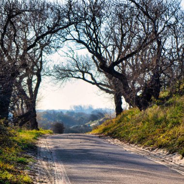 Wassenaar, Hollanda - Kasım 06 2020: gizemli görünümlü ağaçlar ve açık mavi gökyüzü ile Lahey kenti yakınlarındaki ulusal kum tepeleri parkında bir bisiklet yolu veya şeridi