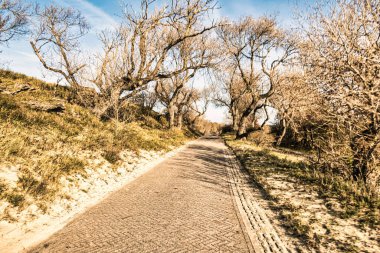 Wassenaar, Hollanda - Kasım 06 2020: gizemli görünümlü ağaçlar ve açık mavi gökyüzü ile Lahey kenti yakınlarındaki ulusal kum tepeleri parkında bir bisiklet yolu veya şeridi