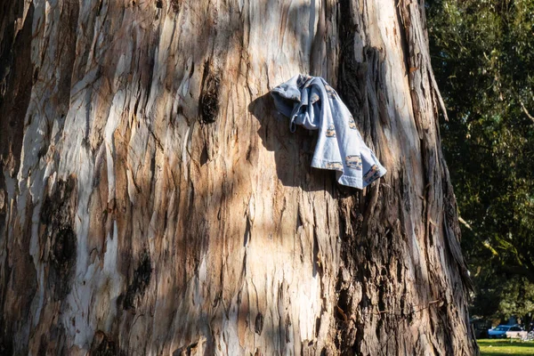 米国サンフランシスコ2020年2月12日 子供が公園に残した布が木の上に掛けられている — ストック写真