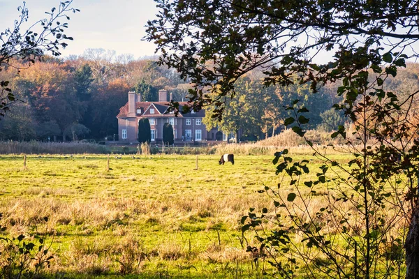 Wassenaar November 2020 Een Typisch Idyllisch Uitzicht Grasland Met Een — Stockfoto