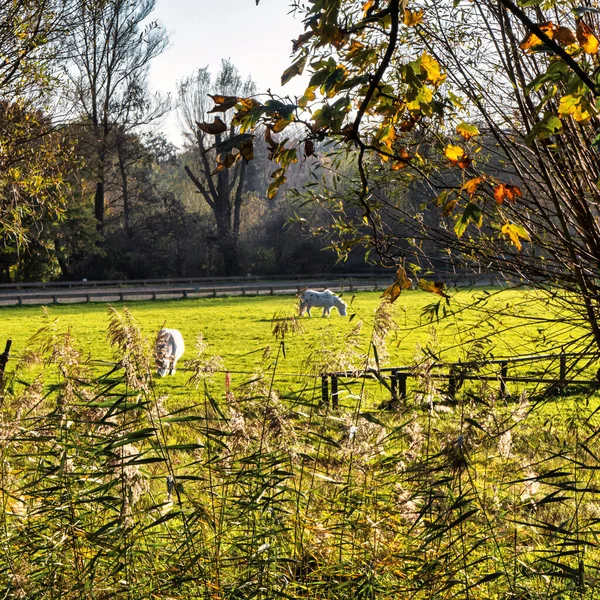 Wassenaar November 2020 Twee Witte Paarden Grazen Een Grasveld Met — Stockfoto