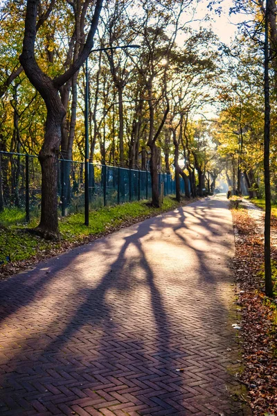 Wassenaar Netherlands November 2020 Mysterious Shadow Play Result Old Trees — Stock Photo, Image