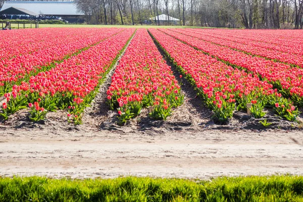 Lisse Niederlande April 2021 Ein Panorama Von Reihen Roter Tulpenblütenfelder — Stockfoto