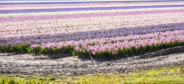 Лиссе Нидерланды Апреля 2021 Года Поле Розовых Белых Фиолетовых Гиацинтов — стоковое фото
