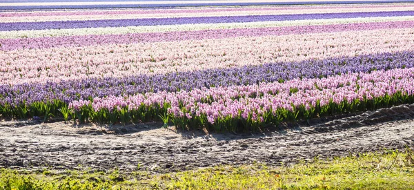 Lisse Pays Bas Avril 2021 Champ Jacinthes Roses Blanches Violettes — Photo