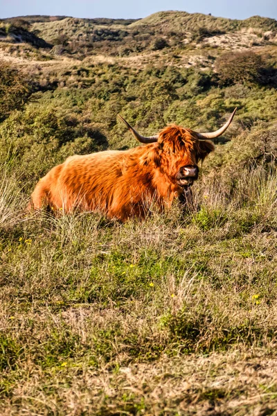 Wassenaar Holanda Novembro 2020 Montanhista Escocês Bisonte Como Animal Com — Fotografia de Stock