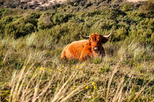 オランダのワッセナー 2020年11月6日 大きな角を持つ動物のようなスコットランドのハイランダーは 草を短く保つオランダの性質に横たわっています — ストック写真