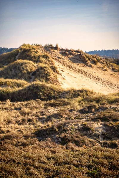 オランダ ワッセナー2020年11月6日 ハーグ近郊の国立公園で砂の上に足跡を残す砂丘ができました — ストック写真