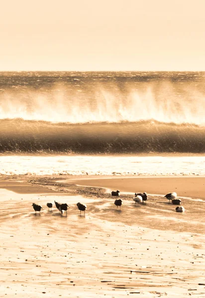 Пойнт Рейес Сша Февраля 2012 Года Волны Разбиваются Пляже Время — стоковое фото