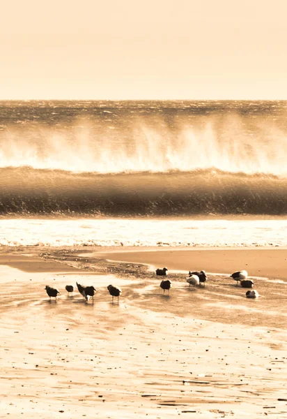 Point Reyes Statele Unite Februarie 2012 Valurile Prabusesc Plaja Timpul — Fotografie, imagine de stoc