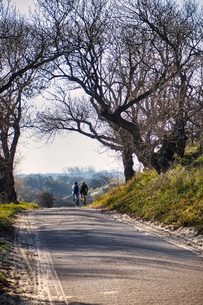 Wassenaar, Hollanda - Kasım 06 2020: eğlence bisikletçileri Lahey yakınlarındaki doğal bir rezervde orman veya bisiklet yolu veya kum tepeleri üzerinde seyahat ediyorlar