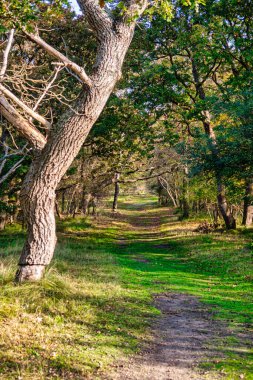 Wassenaar, Hollanda - Kasım 06: 2020: Orman ve kum tepelerinden oluşan doğal bir rezerv içinde bir yol, bisiklet yolu veya şeridi boyunca büyük gizemli bir meşe ağacı duruyor.