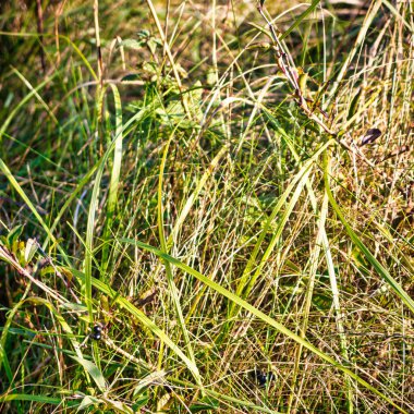 Wassenaar, Hollanda - Kasım 06 2020: yeşil çimenli toprağın yakın çekimi, kurumuş yapraklar ve diğerleri