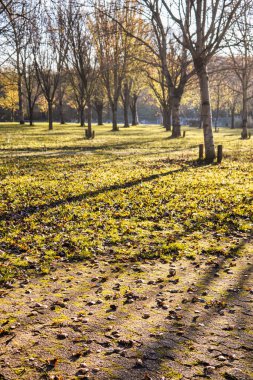 Wassenaar, Hollanda - Kasım 06: 2020: Ağaçların uzun gölgeleri alçak güneş nedeniyle bir miktar shad ve güneş oluşturur