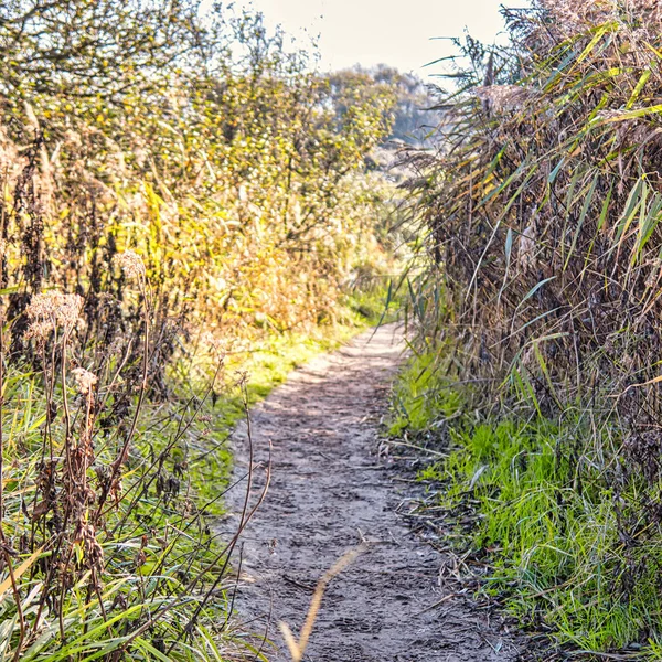 Wassenaar Netherlands November 2020 Trail Path Specially Horses Dunes City — Stock Photo, Image