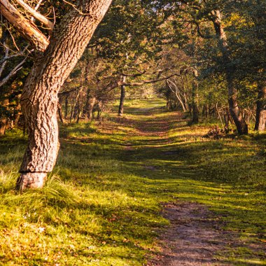 Wassenaar, Hollanda - Kasım 06: 2020: Orman ve kum tepelerinden oluşan kentin yakınlarındaki bir doğal koruma alanında bir yol, bisiklet yolu veya patika üzerinde duran büyük gizemli bir meşe ağacı