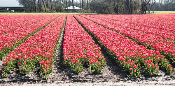 Lisse Niederlande April 2021 Ein Panorama Von Reihen Roter Tulpenblütenfelder — Stockfoto