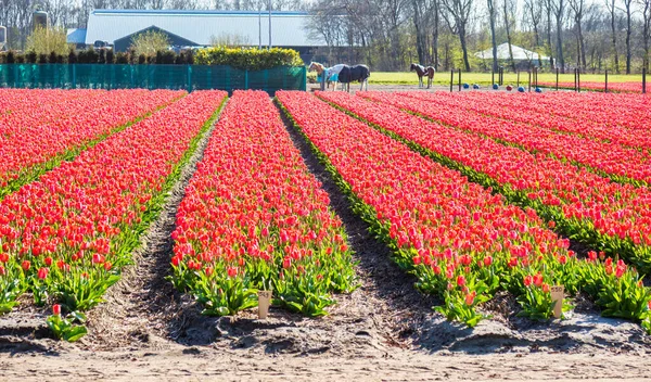 Lisse, Hollanda - 23 Nisan 2021: Hollanda Hollanda 'da kırmızı lalelerden oluşan bir panorama