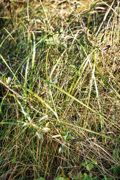Wassenaar Netherlands November 2020 Close Soil Forest Green Grass Fall — Stock Photo, Image