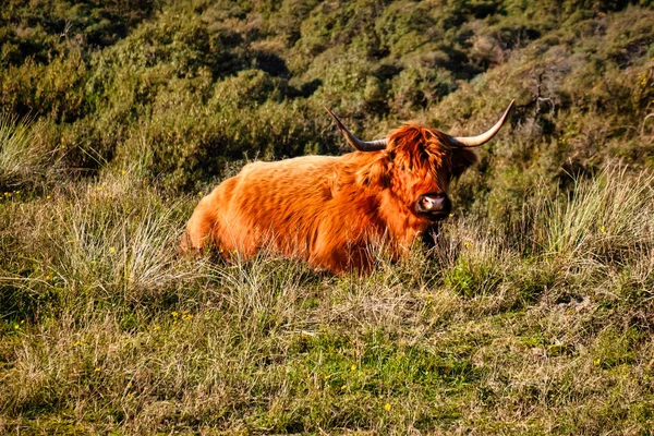 Wassenaar Netherlands November 2020 Scottish Highlander Bison Animal Big Horns — Stock Photo, Image