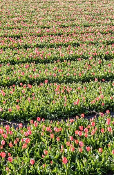 Lisse Holanda Abril 2021 Panorama Das Fileiras Campos Flores Vermelhas — Fotografia de Stock