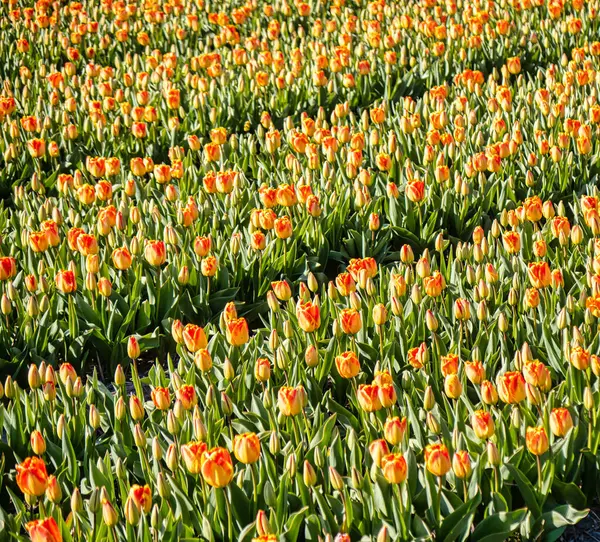 Lisse Niederlande April 2021 Ein Panorama Orangefarbener Tulpenblütenreihen — Stockfoto