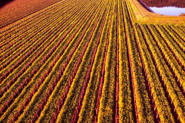 Napa Estados Unidos Fevereiro 2013 Uma Vista Aérea Dos Campos — Fotografia de Stock