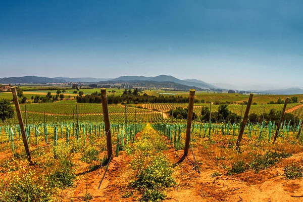 Касабланка Чилі Листопада 2014 Відкриття Або Відвідування Виноробства Касабланки Рядами — стокове фото