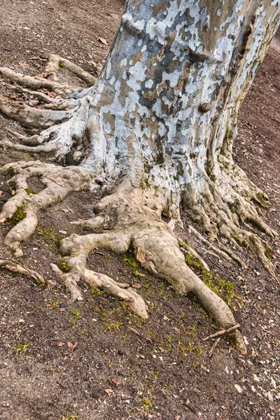 Annecy França Janeiro 2020 Raízes Desta Grande Árvore Estão Crescendo — Fotografia de Stock
