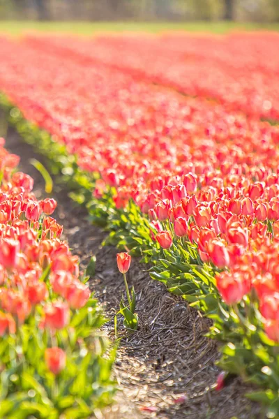 Lisse Niederlande April 2021 Nahaufnahme Von Reihen Roter Tulpen Auf — Stockfoto