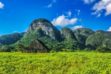 Vinales, Küba - 11 Temmuz 2018: Kasabanın etkileyici doğasında tarlalarda bir tütün kulübesi.