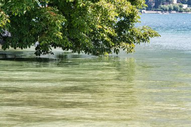 Annecy, Fransa - 21 Ağustos 2008: İmparatorluk otelinin önündeki gölün suyunda asılı devasa bir ağacın dalları