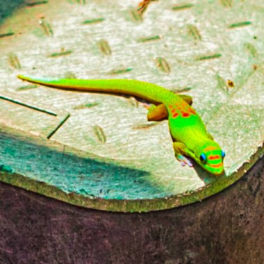 Hawaii, ABD - 07 Eylül 2012: Taş bir duvarın üzerinde yürüyen bir kertenkele, etrafta tropikal bitkiler ve canlı yeşil renkler