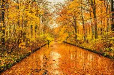 Lahey, Hollanda - 30 Kasım 2013: Sonbaharda doğanın renkleri kesinlikle eski Hollandalı evleri olan bir yolda sihirlidir