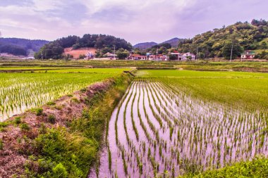 Sokcho, Güney Kore - 8 Haziran 2015: Bu dağlık bölgedeki dağları yansıtan pirinç tarlalarının suyu.